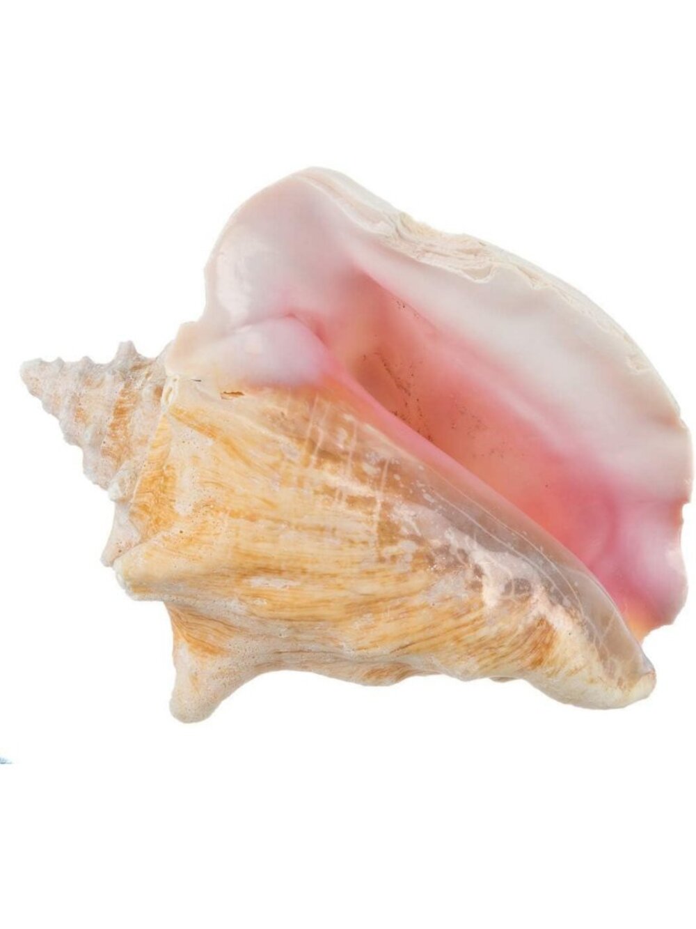 Large Conch Shell Decor - 6-8" Seashells for Home & Craft Decoration - Coastal